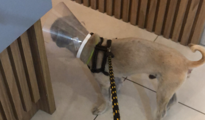 Ajuda para cirurgia do Bob