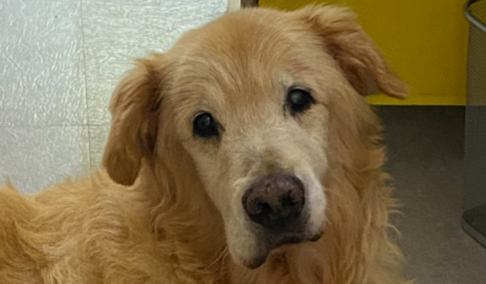 Cadeira de Rodas pro TOY