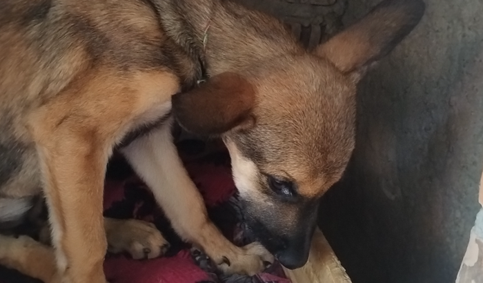 Ajuda para o tratamento da Ravena