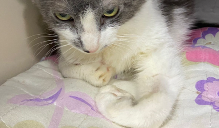 ME AJUDE A SALVAR A JOJO