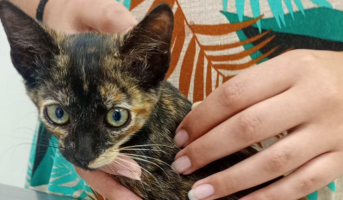 Ajuda cirurgia da Cacau