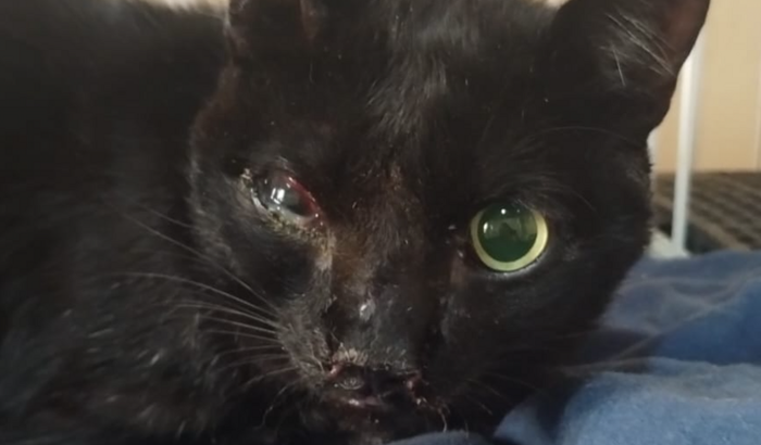 Ajuda para o gatinho de rua preto que foi atropelado!