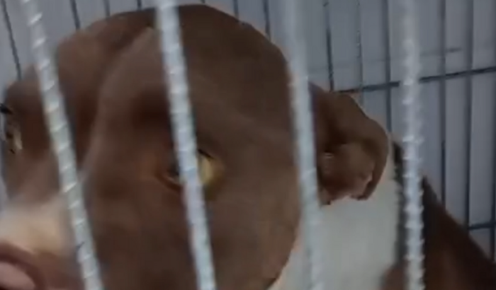 Ajude a Hera, um anjinho na terra