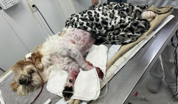 Cachorrinho atropelado