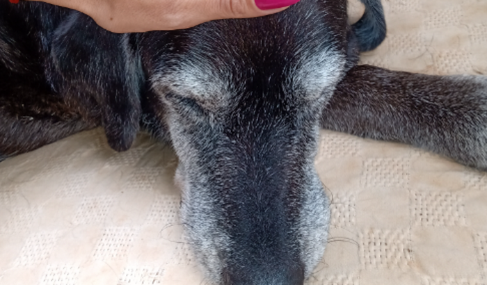 Ajudar na Operação da Nina