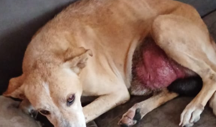 Tratamento veterinário 