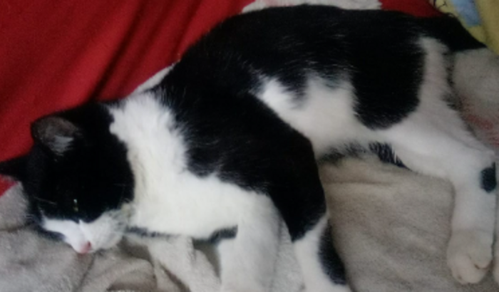 Ajude nosso gatinho Romeu para o Tratamento do canal urinário