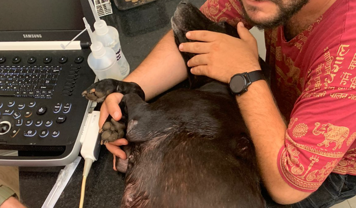 Me ajude a curar a Nix