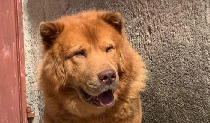 Ajude o cãozinho Thor a vencer o tratamento contra a leishmaniose 