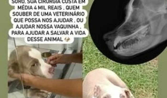 Cachorrinha Zoe viva