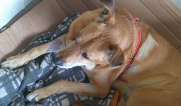 Duck um cachorro que está precisando da ajuda de todos