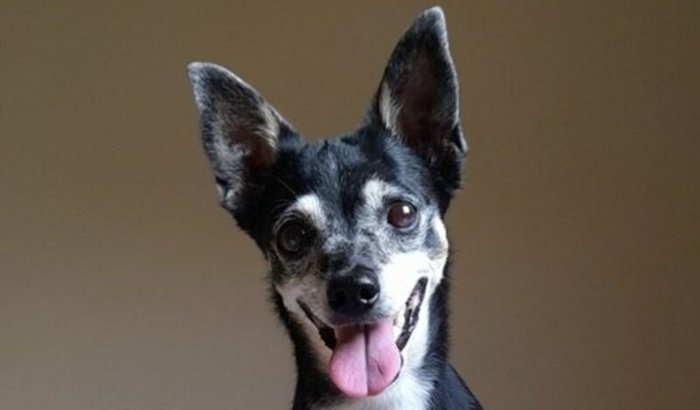 Tratamento da Pandora 