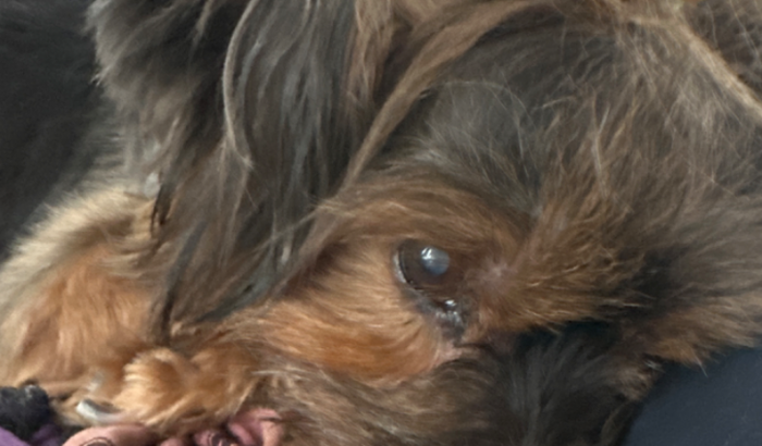 Ajuda para fazer o exame Oncomapa na Nina Brandt