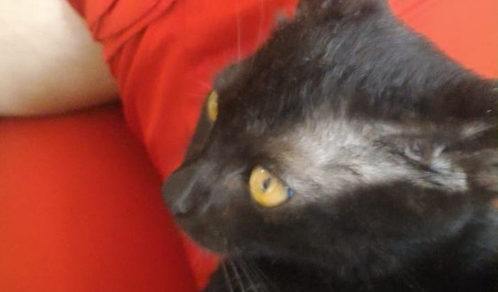 Ajude o banguela meu gato