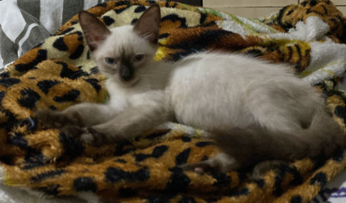 Tratamento da Luna (pif)