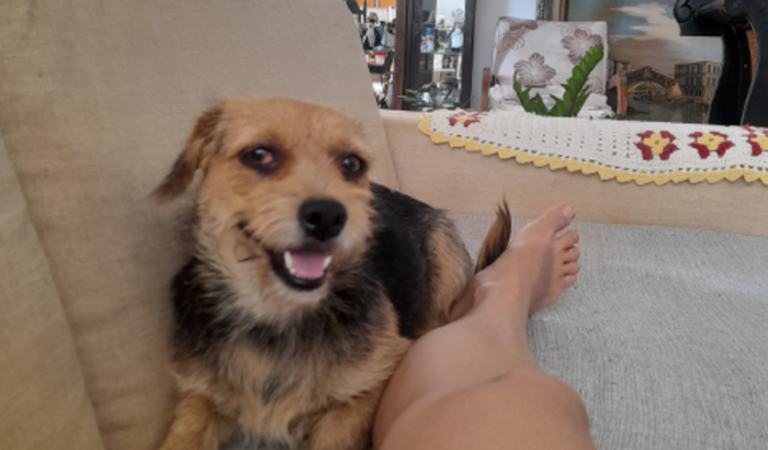 Cirurgia da Vitória - cachorrinha resgatada