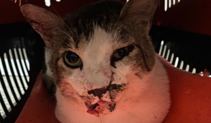 Tel precisa de ajuda