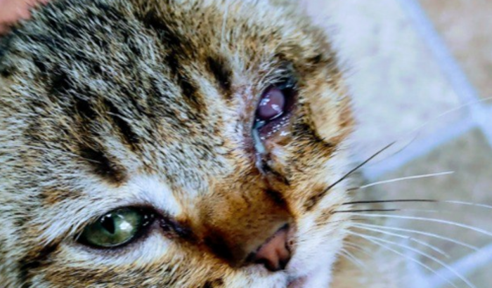 Ajuda meu gato o Jack 