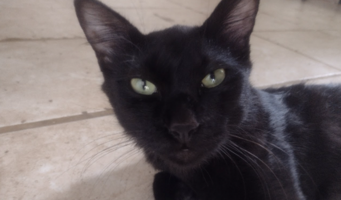 Meu gatinho Prince precisa de sua ajuda!