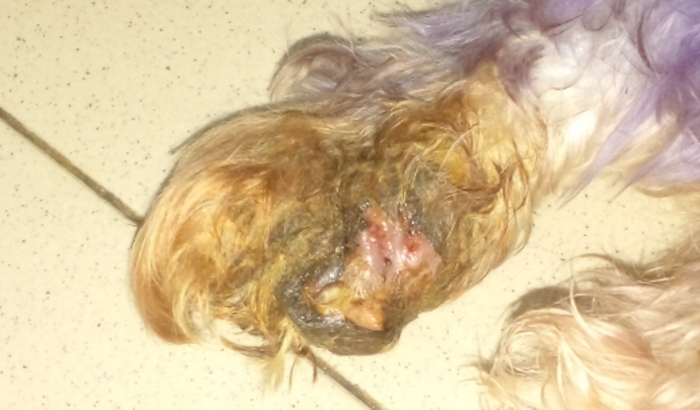 Cirurgia para a pata inflamada do Black