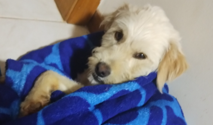 ajudem a salvar o Spike