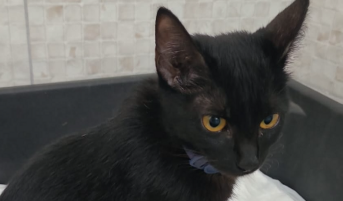 Ajude com a cirurgia da Middie!