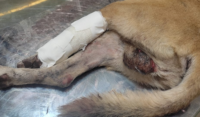 Ajuda na cirurgia do Hulk