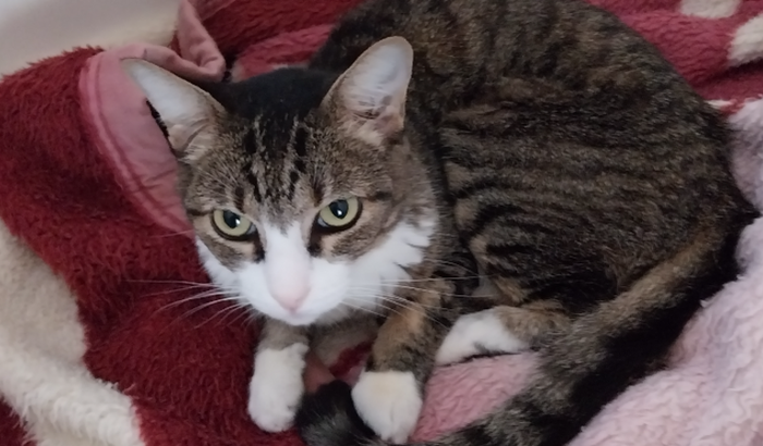 Ajuda para operar minha gatinha Isis