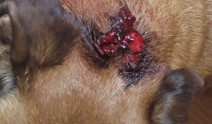 Operar  a retirada de tumor do Jacob 