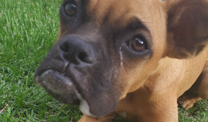 Ajudar nossa cachorrinha pipoca que foi envenenada. 