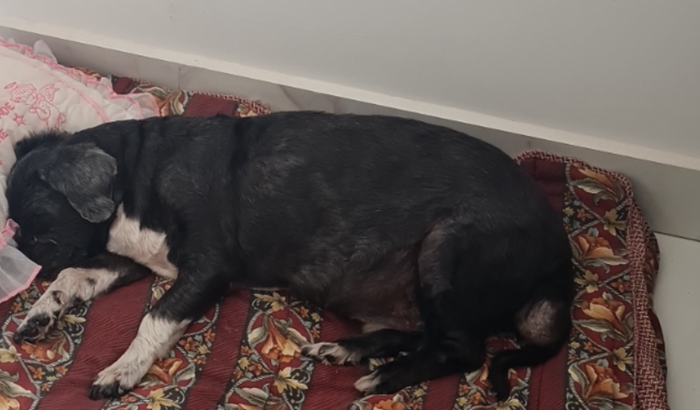 Ajude o José Octávio - Exames/cirurgia e lar temporário