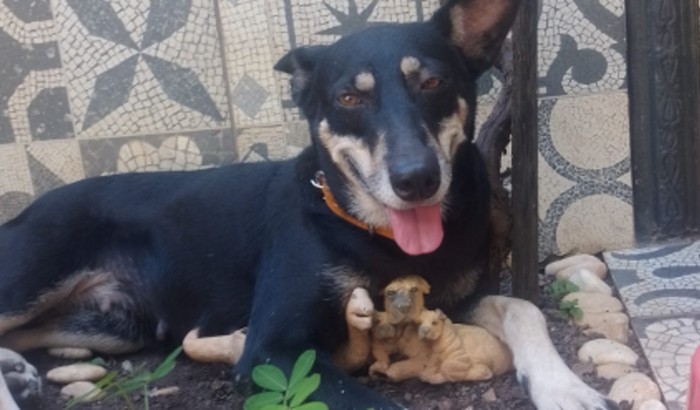 Ajudem a Jujuba e suas jujubinhas