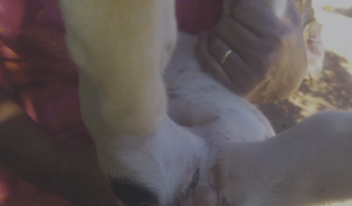 Cachorrinha sem ânus 