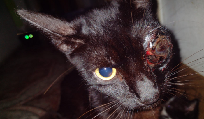 Ajude Ellie a fazer uma cirurgia