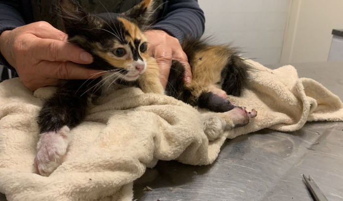 Tratamento/resgate gatinha patinhas quebradas