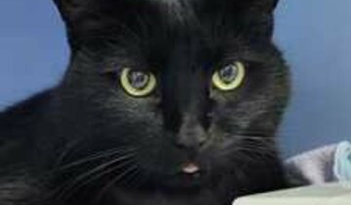 Custas do internamento do gato João 