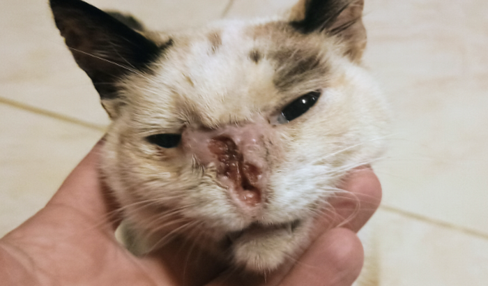 Ajuda para o tratamento de uma gatinha de rua