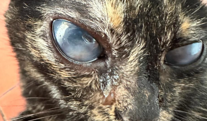 Cirurgia Oftamológica da Kit