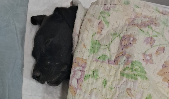 AJUDE NO TRATAMENTO DO KENAI