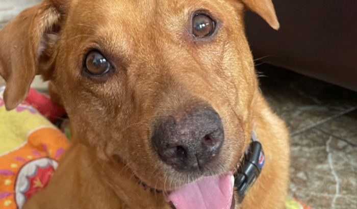 Gratidão a todos os doadores! 🙏🧡