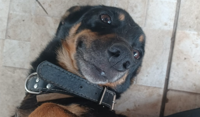 Me ajude a cuidar da saúde o Jarvis