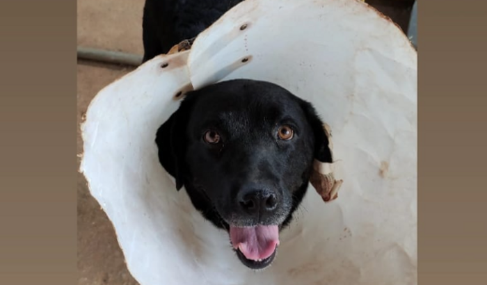 Ajude a doguinha Banguela!