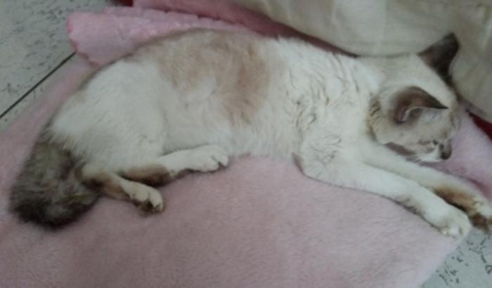 Ajuda transfusão de sangue Peteleco gatinho com felv