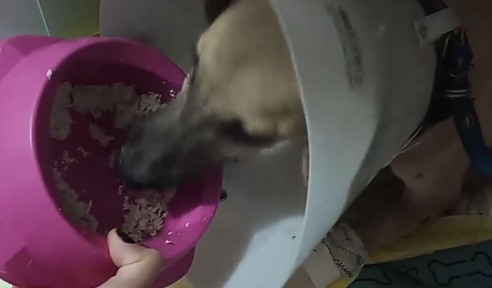 Cirurgia Ortopédica do Scooby