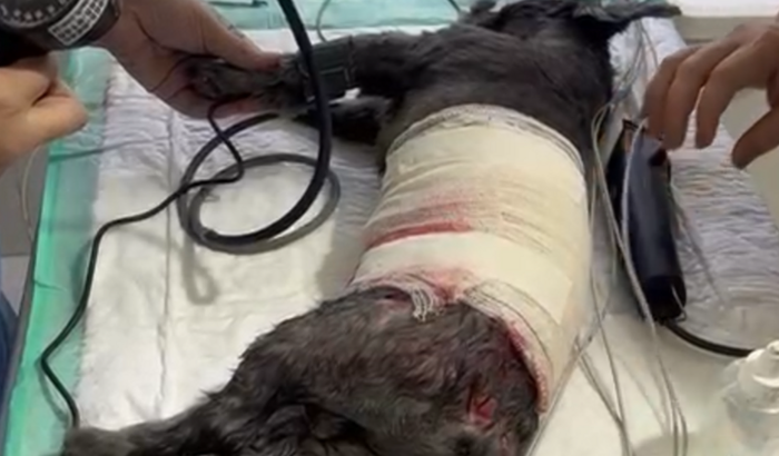 Ajude com a cirurgia do cookie