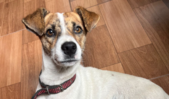 Cirurgia perninha da Mila