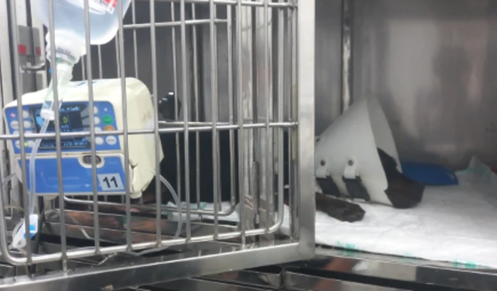 Cachorro malagueta atropelado