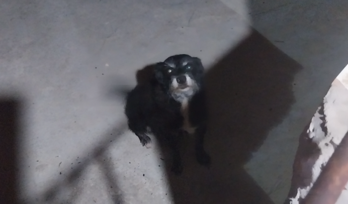 Ajuda eu realizar um sonho de construir os canis ! 