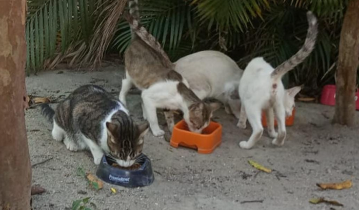 Ajuda captura e castração Família Gatinho