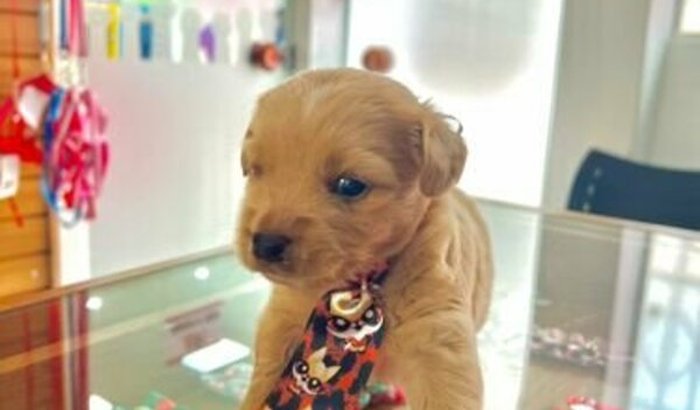 AJUDE O PELUDINHO BENTO